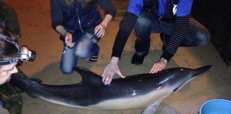 Muere uno de los cuatro delfines varados en la playa de San Lorenzo