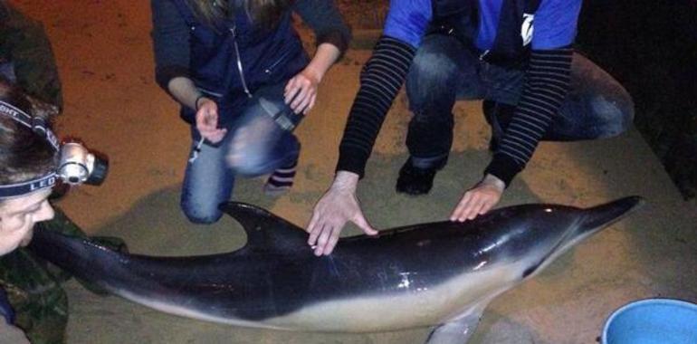 Muere uno de los cuatro delfines varados en la playa de San Lorenzo 