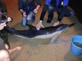 Muere uno de los cuatro delfines varados en la playa de San Lorenzo 