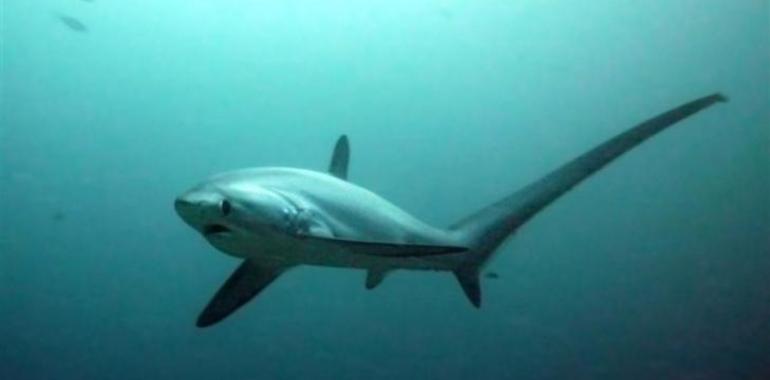 Una bicicleta para los tiburones de Gijón