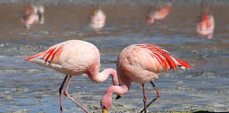 Fuente de Piedra acoge un año más a los voluntarios que participarán en el anillamiento de flamencos 