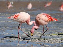 Fuente de Piedra acoge un año más a los voluntarios que participarán en el anillamiento de flamencos 