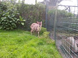 El primer Muntaj que visita Asturias se hospeda en el Zoo de Oviedo