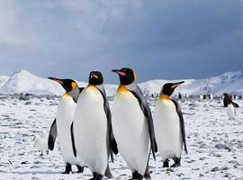 El cambio climático amenaza la supervivencia de los pingüinos de la Antártida