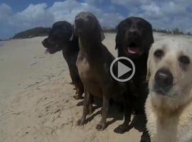 Doce perros y un gato se marcan su propio \happy\", de Pharrell Williams