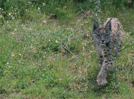 Centro de Cría en Cautividad del Lince Ibérico en Zarza de Granadilla 