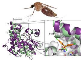El mosquito de la malaria presenta una mutación que lo hace resistente al DDT