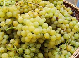 Moyca aprovecha Food Chain de Bayer para exportar su producción de uva de mesa