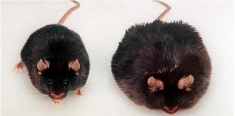 Aumentar el consumo de probióticos disminuye la grasa en el hígado y la diabetes