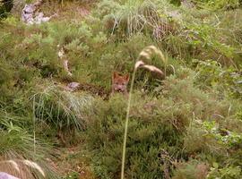 Guardería mata una camada de lobos recién nacidos en el Parque Natural de Ponga