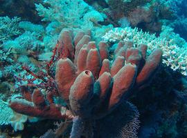 Las esponjas marinas acumulan grandes cantidades de silicio del océano