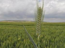 #Tritordeum: El primer cereal híbrido para alimentación humana desde hace 10.000 años