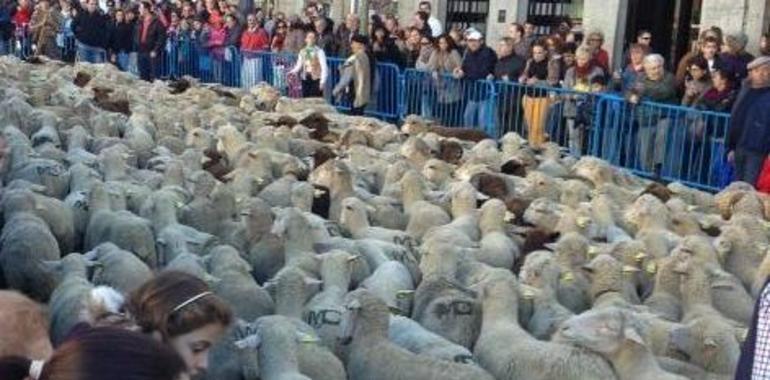 50 oveyes de Gijón guiarán a 600 colegas leonesas por la Villa hasta la Feria de San Antonio