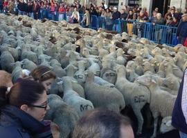 50 oveyes de Gijón guiarán a 600 colegas leonesas por la Villa hasta la Feria de San Antonio