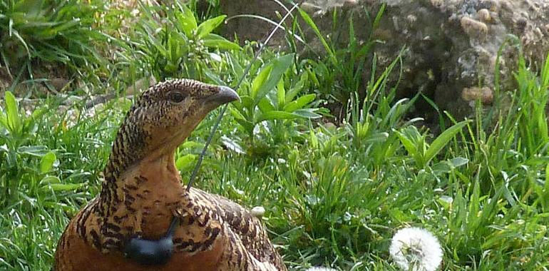 Agroganadería defiende que la nueva regulación de los parques naturales mira más por el paisano