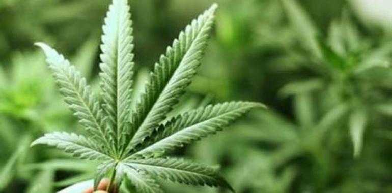 El consumo de cannabis afecta de manera negativa a los espermatozoides