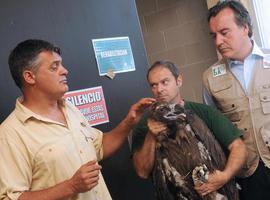 Reintroducen cuatro ejemplares más de buitre negro en los Pirineos