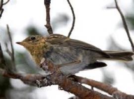 En marcha un programa de seguimiento de las aves comunes en la Red de Parques Nacionales 