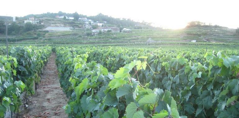 La Policía Foral decomisa en Sangüesa 110 plantas de marihuana 