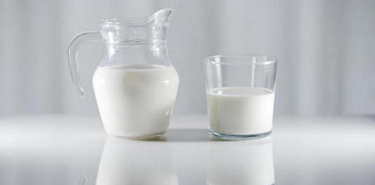 El calcio de la leche de vaca previene el sobrepeso y la obesidad, según estudio asturiano