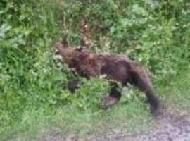 El oso hallado en Quirós murió por un disparo, según ha demostrado el FAPAS
