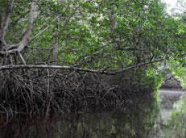 Semarnat apoya la protección de humedales del Pacífico mexicano 