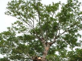 Ayuda a Greenpeace a salvar el gran Arce blanco de Boal
