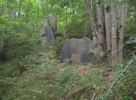 Osos de todos los tamaños invaden el Parque de la Prehistoria de Teverga