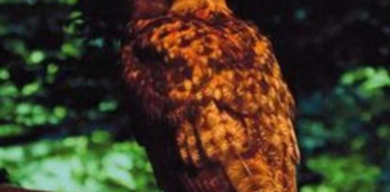 Últimos días para disfrutar de Nocturnia en el Jardín Botánico