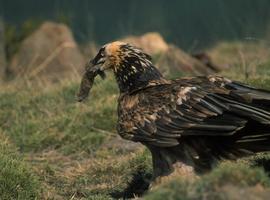 #BirdLife: El 13% de las aves del mundo están amenazadas de extinción