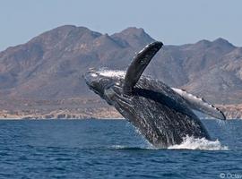 Cabo Pulmo, ¡la reserva marina más robusta del mundo!