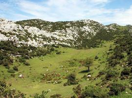 FORO pide a la Consejería que cumpla con el acondicionamiento de los pastos llaniscos de Llabres