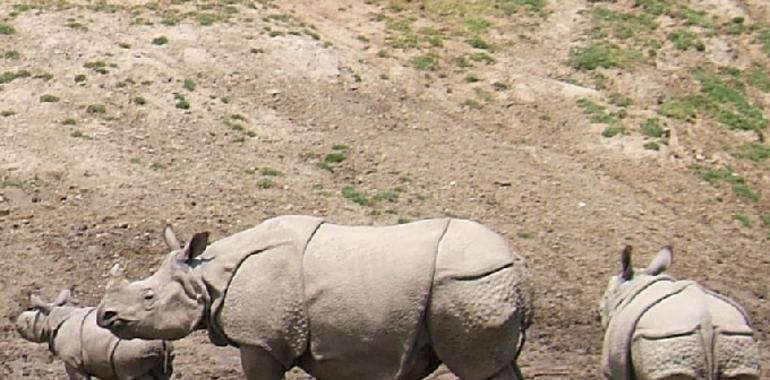 El tráfico ilegal de colmillos y cuernos agrava la difícil situación de elefantes y reinocerontes