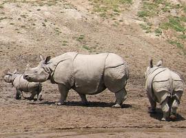 El tráfico ilegal de colmillos y cuernos agrava la difícil situación de elefantes y reinocerontes