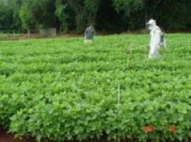 Alarmante aumento de pesticida DDT en niños africanos recién nacidos