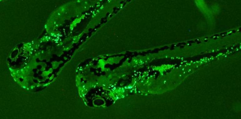 El #pez #cebra desvela claves de virus como el #ébola y el #dengue
