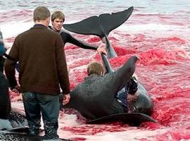 #Criminal: #Islandia prosigue la #masacre de #ballenas, pese a la condena internacional