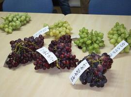 Murcia avanza en la obtención de obtener nuevas variedades de uva de mesa 