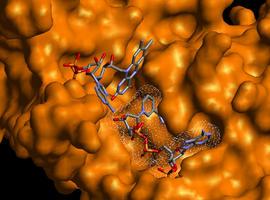 Los Nobel de Química 2009 presentan la estructura nuclear del Ribosoma