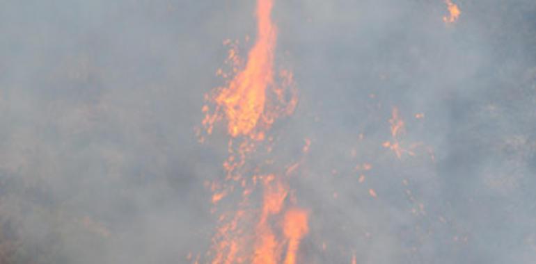 Bomberos luchan contra incendios forestales en Parres y Cangas de Onís