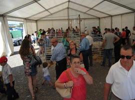 Rotundo éxito del Concurso Nacional de Gochu Asturcelta en Agrosiero