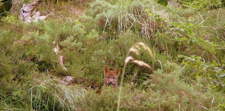 Ecologistas acusan al Gobierno del Principado de matar a cuatro cachorros de lobo