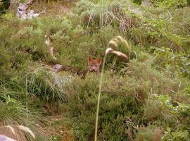 Ecologistas acusan al Gobierno del Principado de matar a cuatro cachorros de lobo