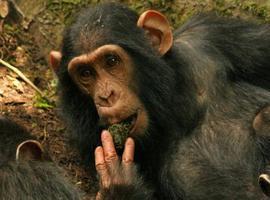 Los chimpancés Sonso se enseñan unos a otros a usar herramientas