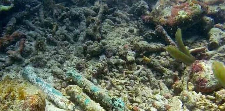 Los restos hallados en Haití no son de la Santa María, la capitana de Cristóbal Colón