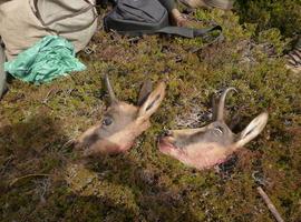 Prohiben al público parte del Parque Nacional de Cabañeros para celebrar cacerías privadas