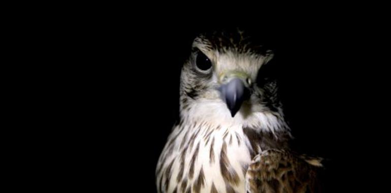El núcleo zoologico El Bosque soltará hoy dos cernícalos tras 5 meses de recuperación 