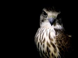 El núcleo zoologico El Bosque soltará hoy dos cernícalos tras 5 meses de recuperación 