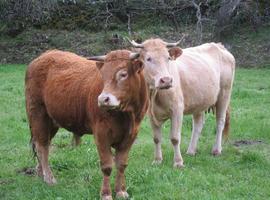 COAG Asturias advierte de la desaparición de la producción de leche ante la insostenible situación