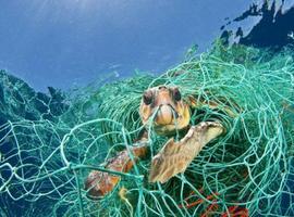 Los desechos marinos son una amenaza permanente para las especies marinas migratorias 